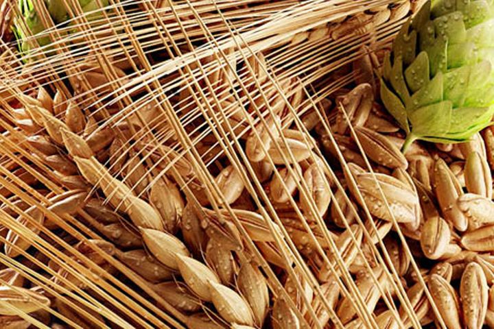 啤酒原料麦芽--豪鲁九游在线官方官网供应商